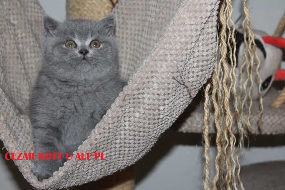 Koty. kocięta brytyjskie- niebieski kocurek - Op hodowlana  gr. krwi B