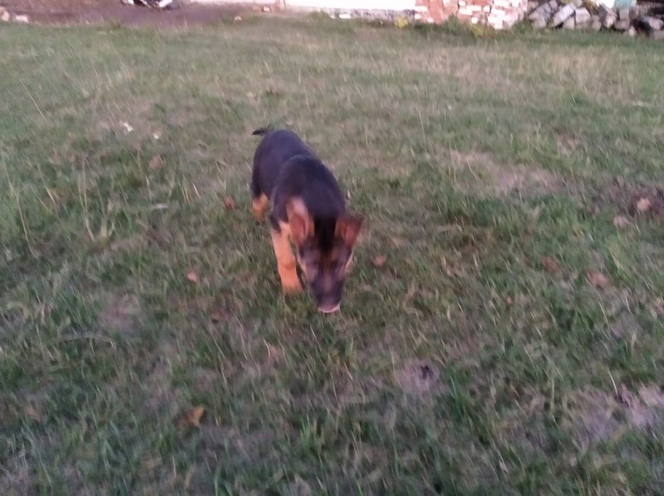 Цуценята німецької вівчарки