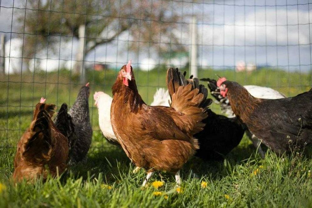 Młode kury nioski Rosa kolor i brązowa dowóz gratis