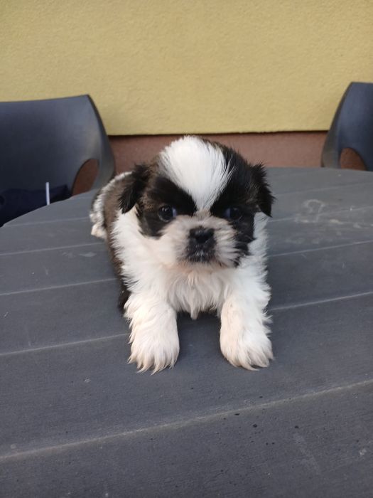 Shih tzu śliczny piesek