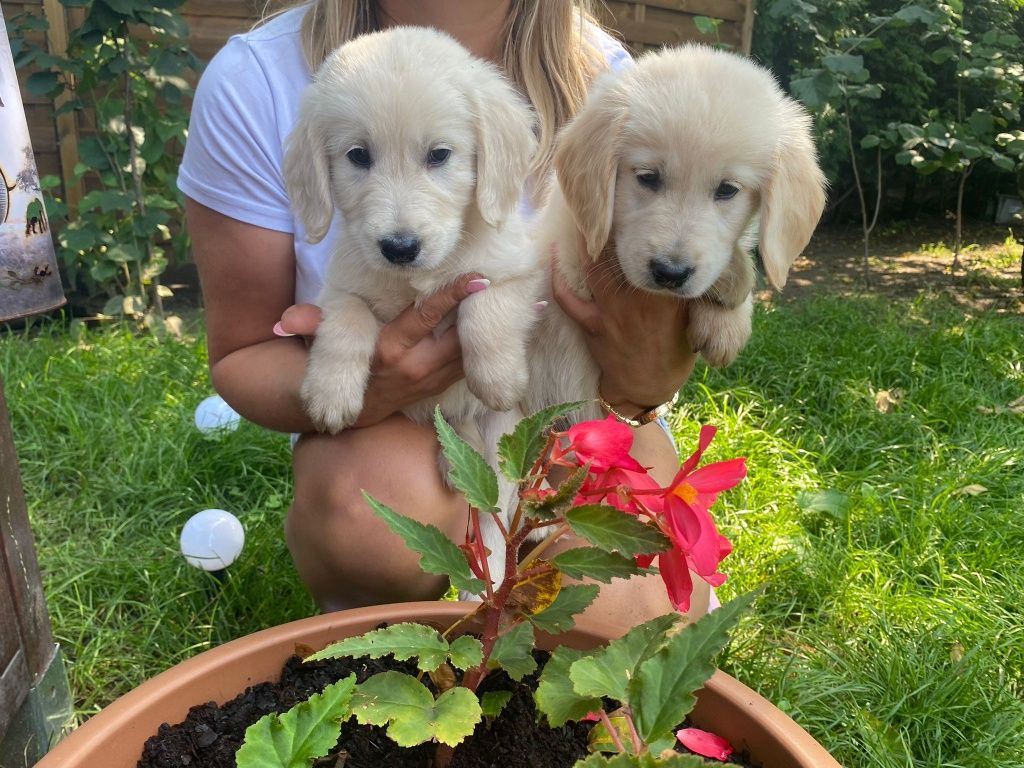 Golden Retriever szczeniak