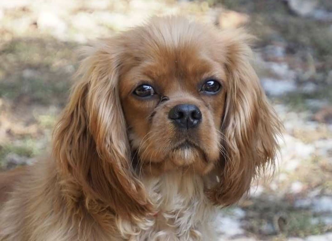 Śliczny piesek  Cavapoo