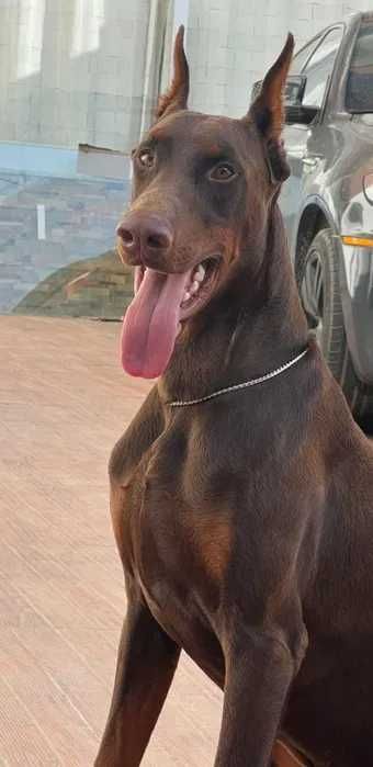 Cachorro Doberman excelente exemplar e caracter