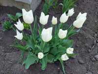 Тюльпан білий великий, тюльпан бордюрний маленький