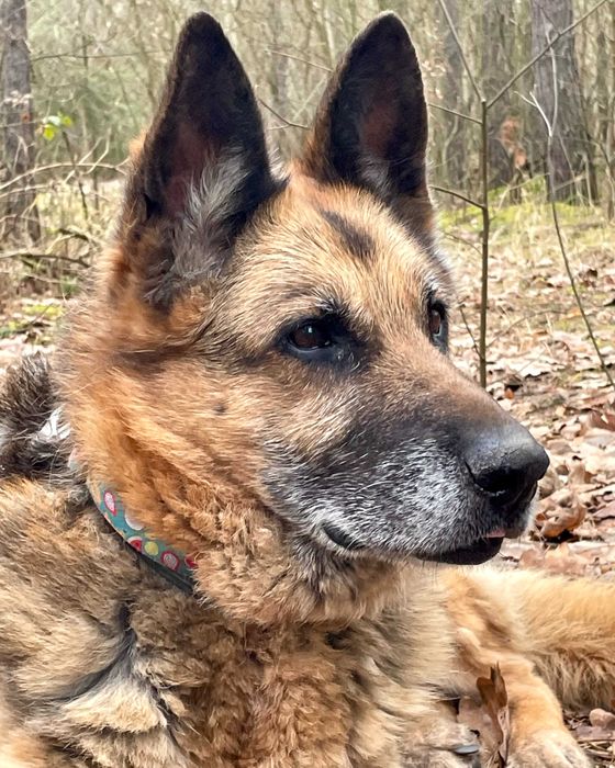 JAGA - psia seniorka szuka domu