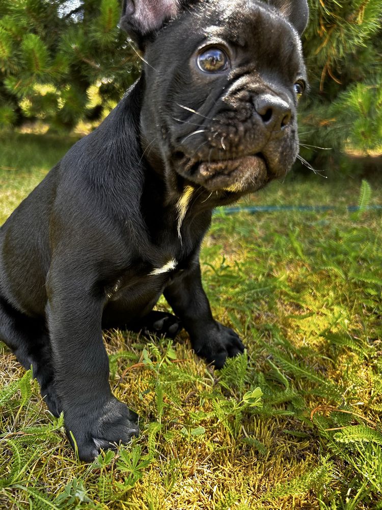 Buldog francuski- piesek