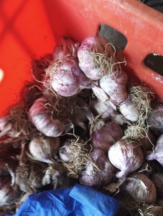 Czosnek kilowka zdrowa drobne glowki