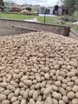 Drobne ziemniaki za 10 kg