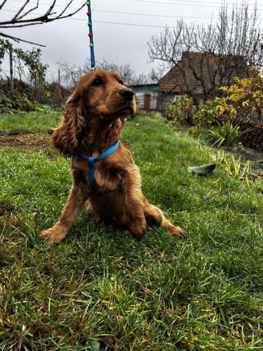 Щеня Кокер-Спанієль