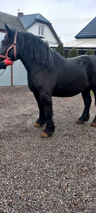 Klacz kara źrebica sprzedam