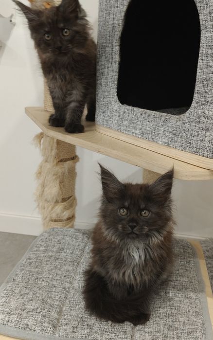 Kilan kocurek Maine coon