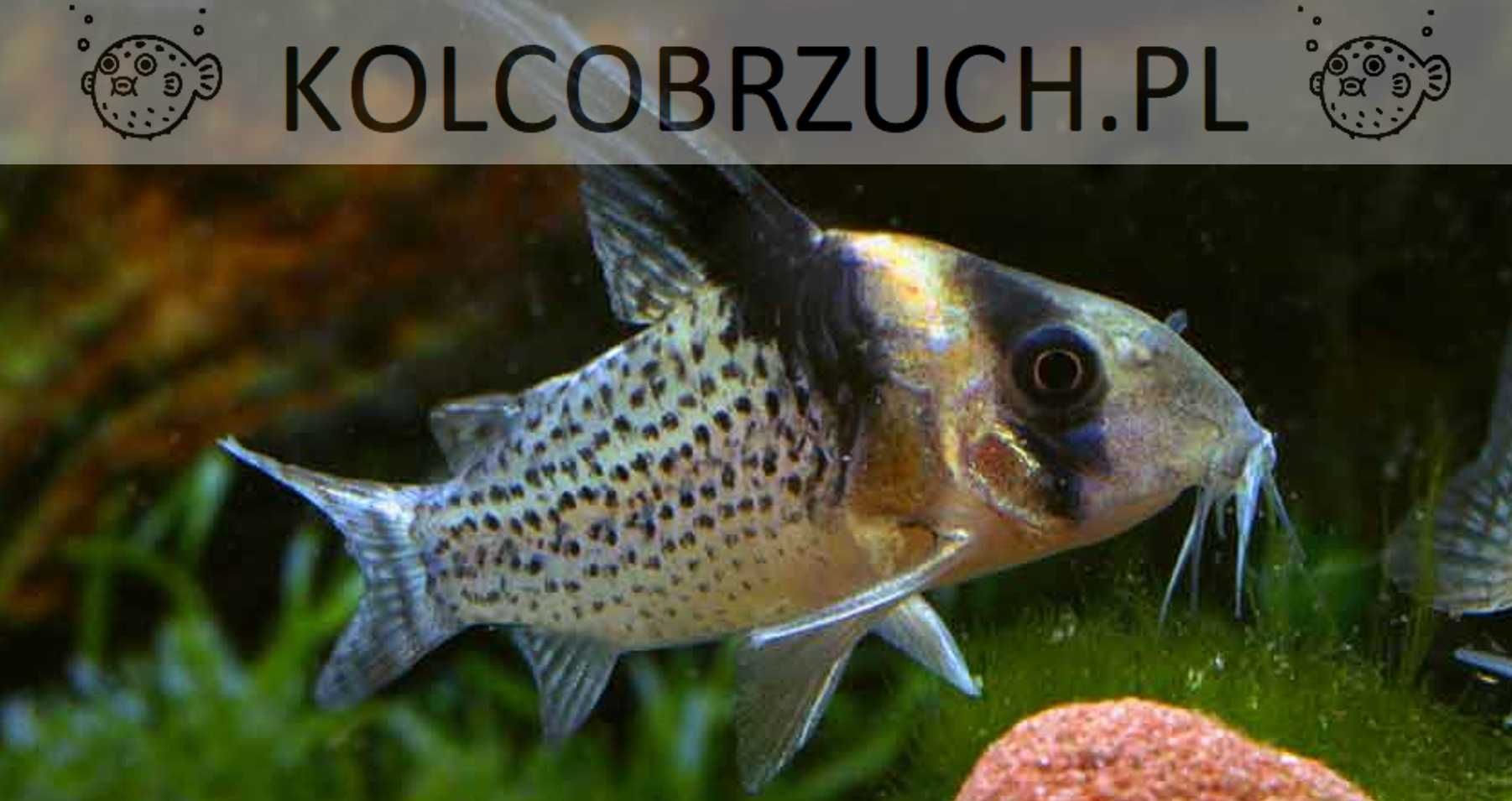 Kirysek czarnopasy - Kirys plamisty - Corydoras melanistius - wotroi