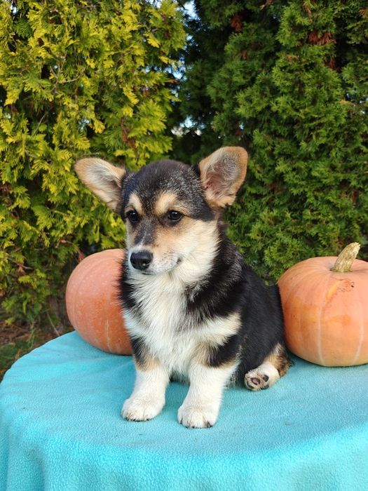 Welsh corgi pembroke dziewczynka tricolor