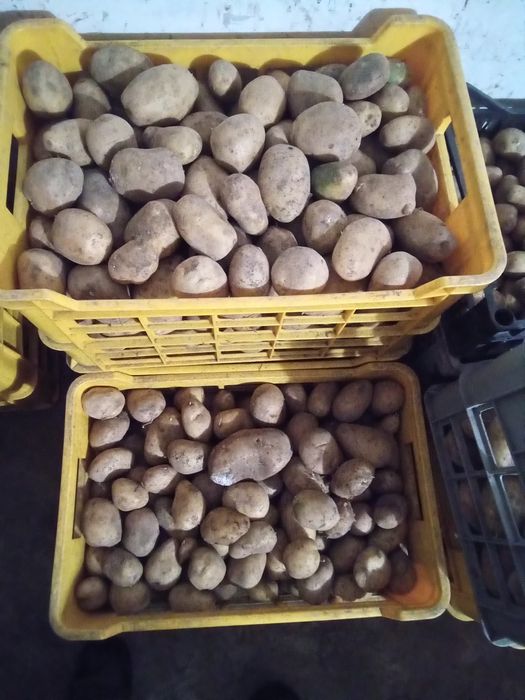 Ziemniaki eko duże