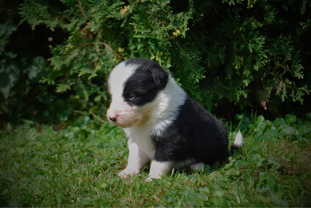 Sprzedam szczeniaki Border Collie