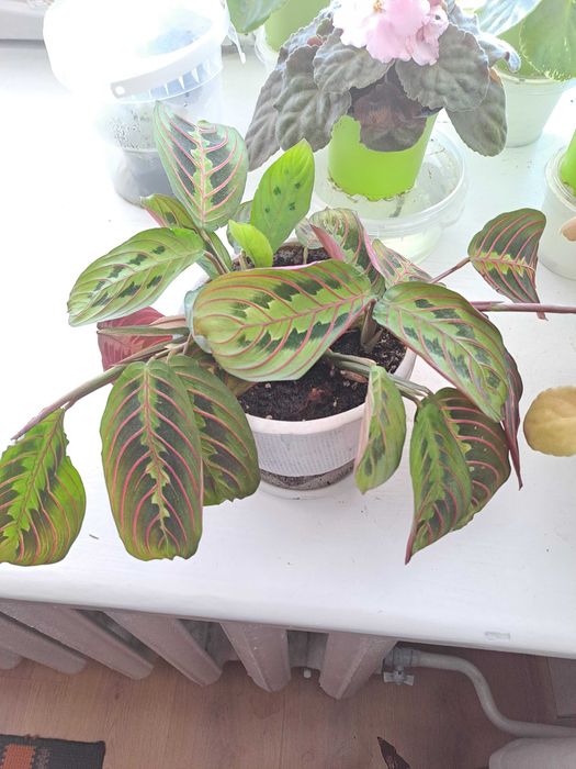 Кімнатна рослина Маранта