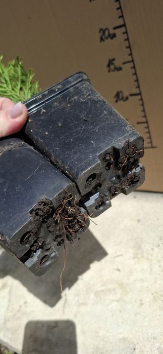 Туя  Смарагд (горщик 1л)