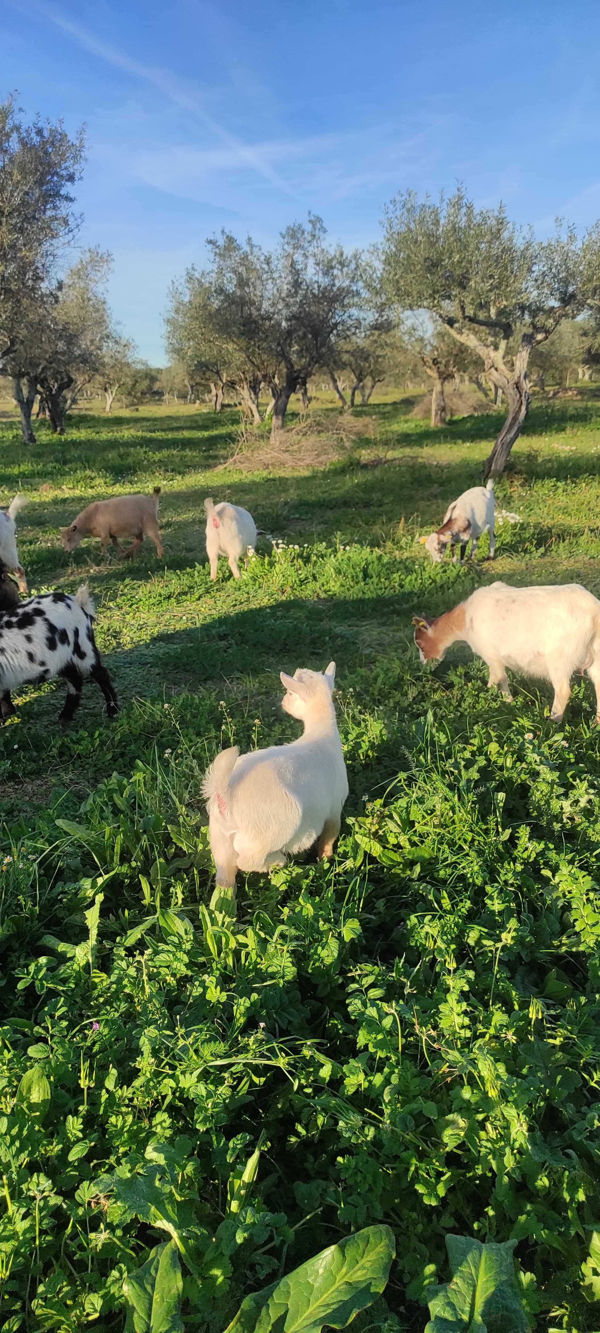 Cabras anãs e cabritos