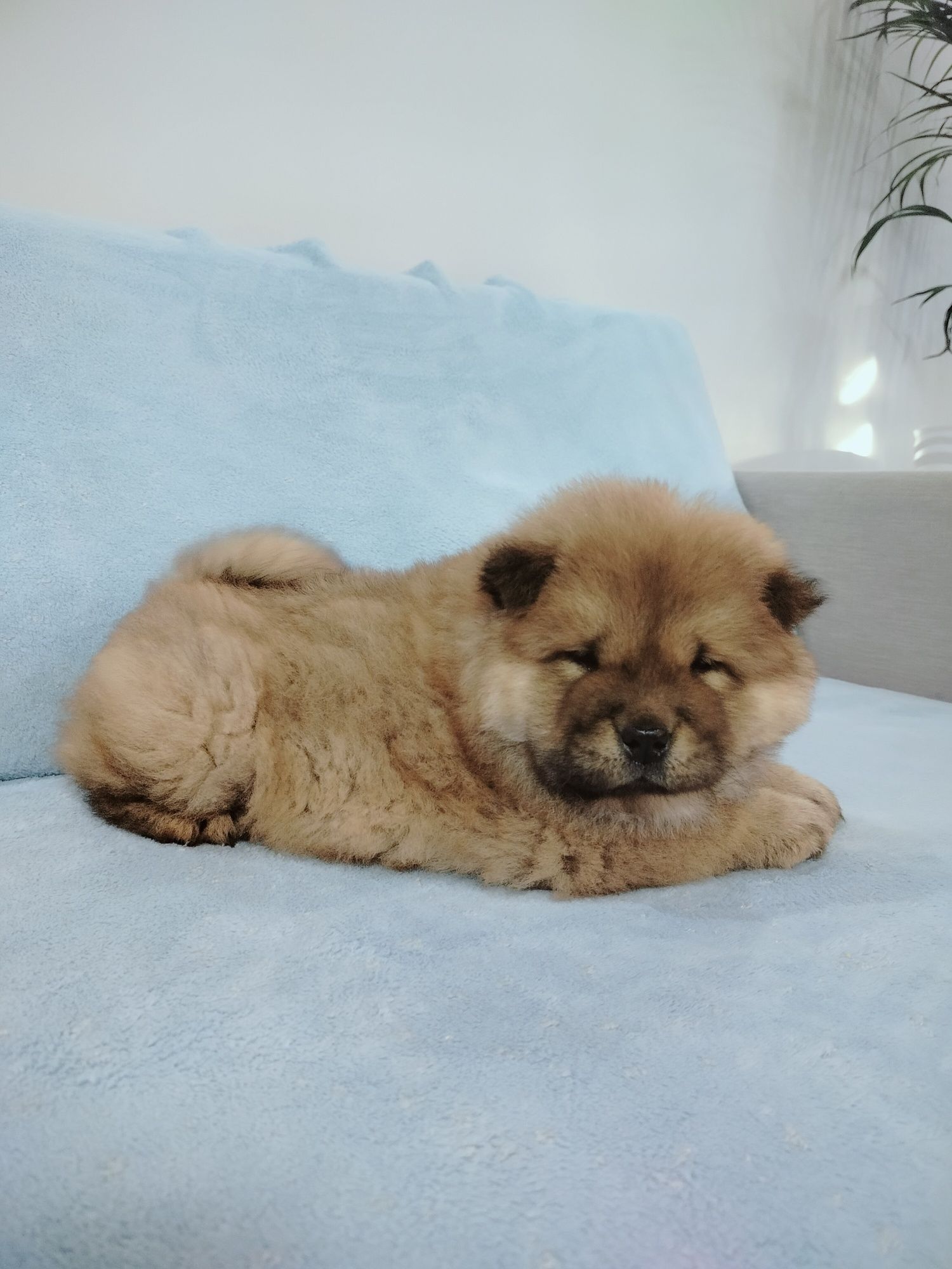 Rudy Piesek Chow Chow