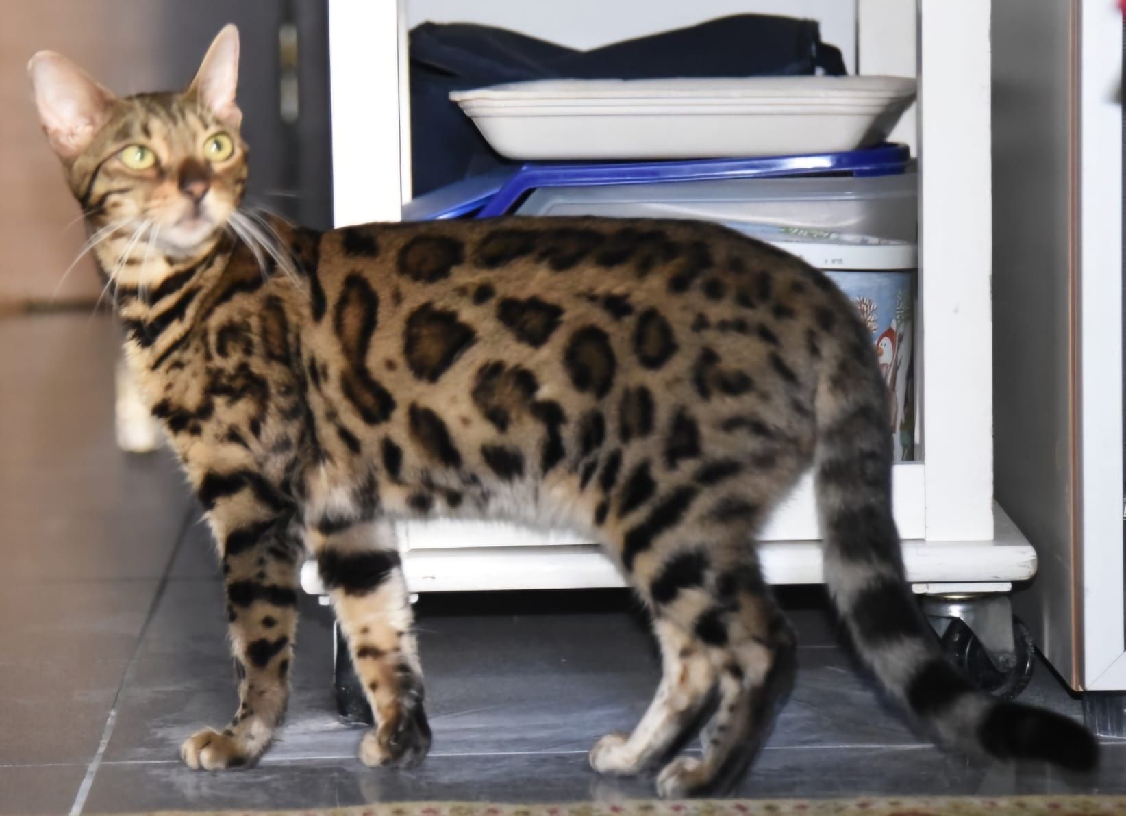Gato bengal de excelência