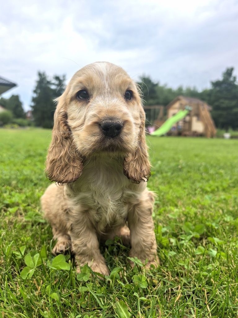 Ostatni piesek  cocker spaniel
