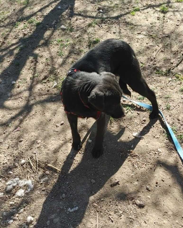 Onyx 1,5 r.psiak czeka na adopcję,czy czarne nie jest piękne Kotomysz