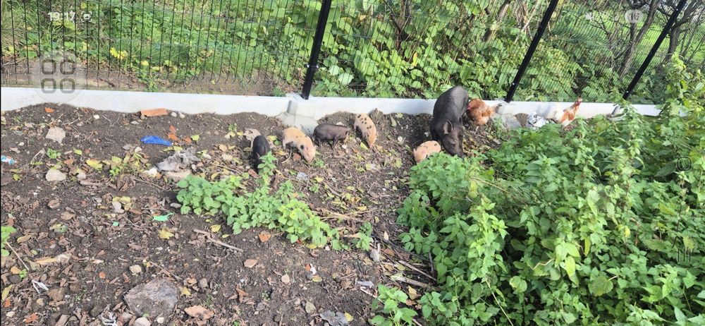 Witam sprzedam mini świnki getyńskie