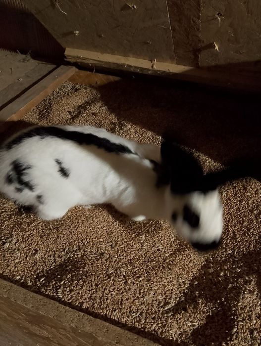 Samica srokacz niemiecki