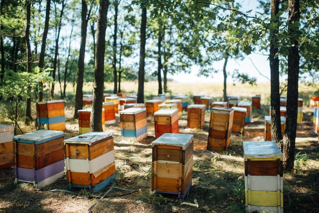 Бджолосім'ї продам. Пчелосемьи на 145рам. Карника