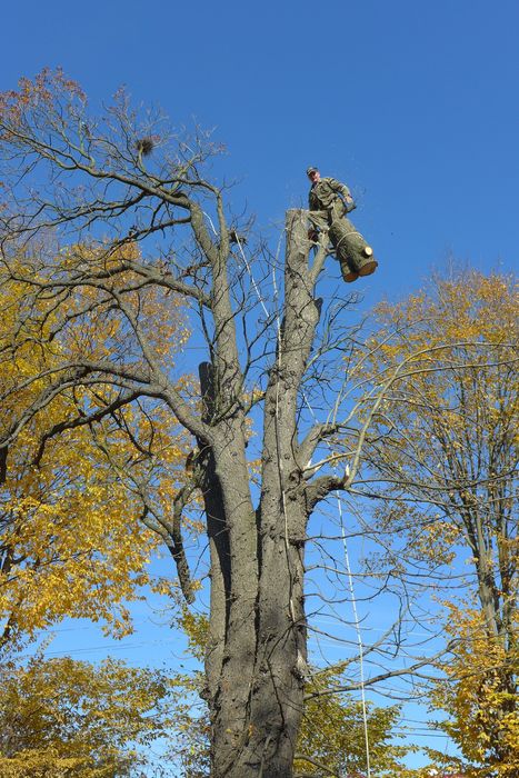 Спил  дерев.  Спил деревьев будь-якої складності,