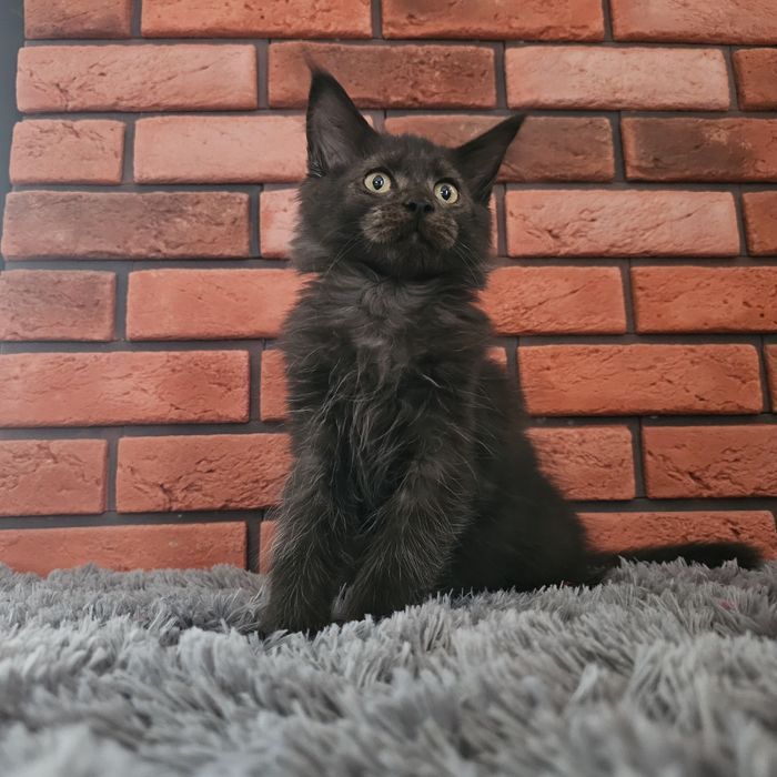 Kocurek Maine coon rodowód Fpl