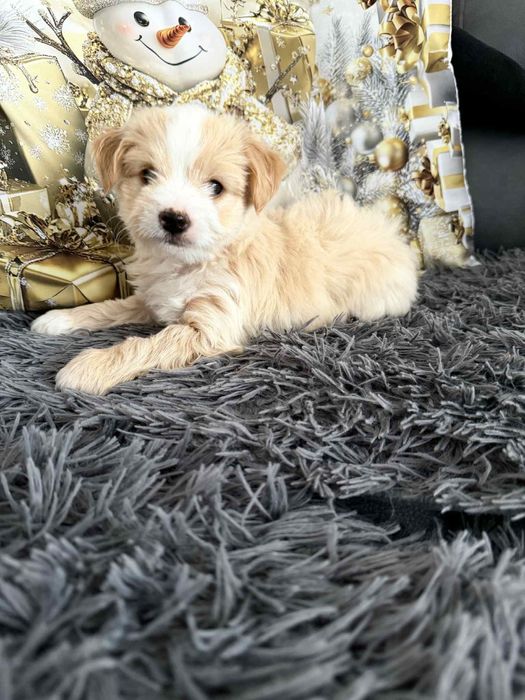 ŚLICZNY piesek Yorkshire Terrier biewer Rodowód unikat Golddust