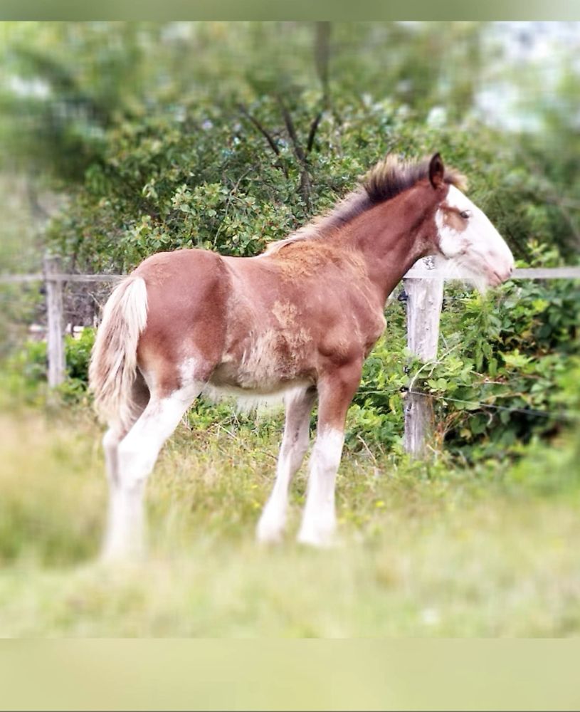 Ogier clydesdale