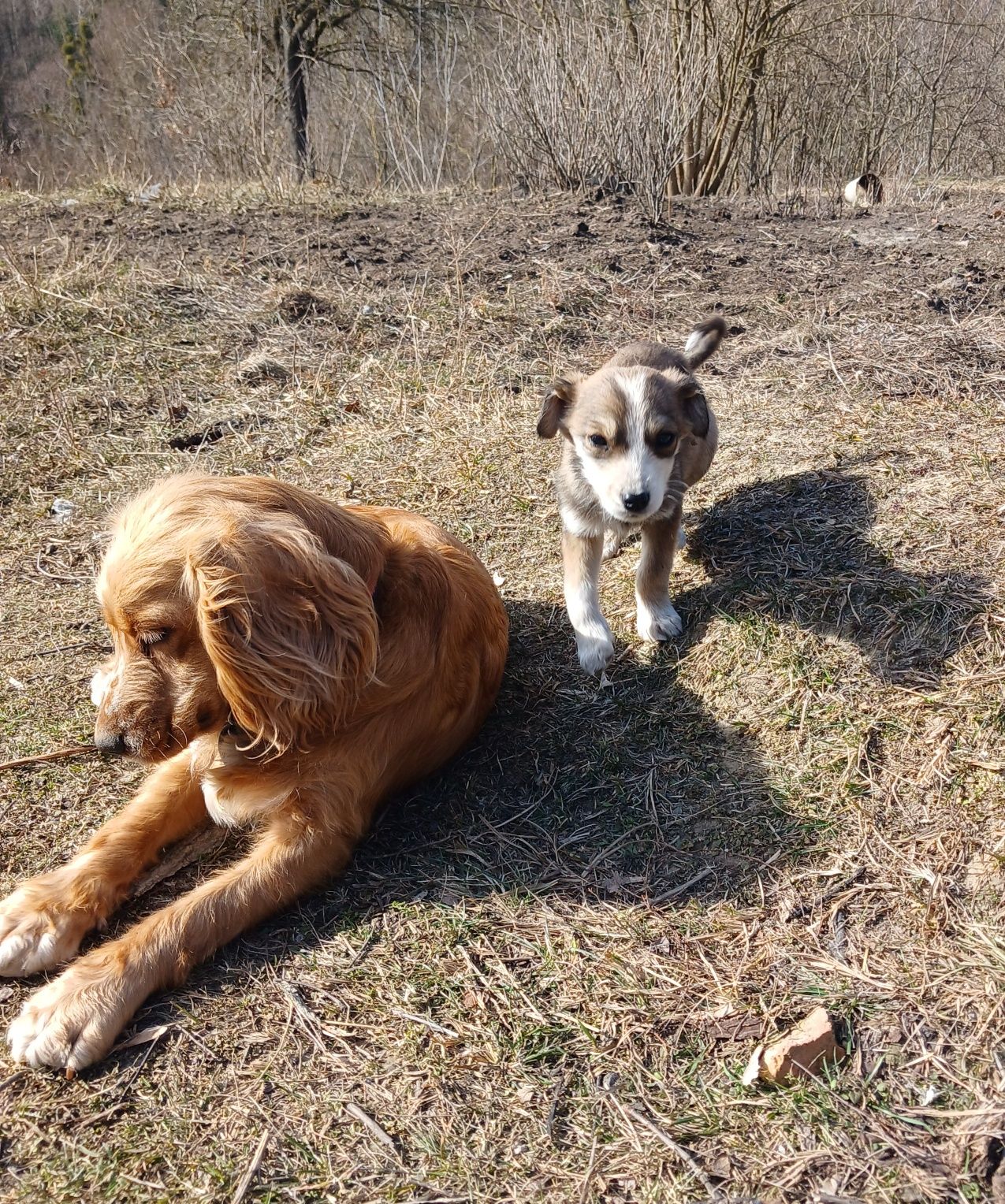 Пропоную безкоштовно цуценят