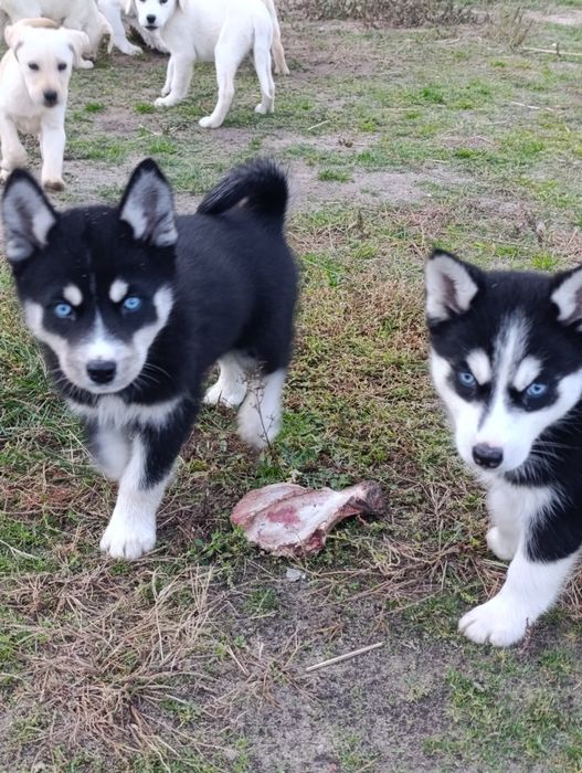 Syberian Husky szczenię