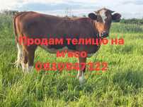 Продам телицю на мʼясо або утримання на ваш вибір