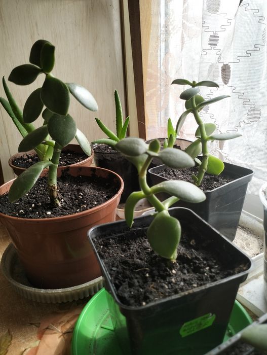 Толстянка или денежное дерево.