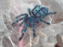 Caribena versicolor L3 Ptasznik wielobarwny dla początkujących.