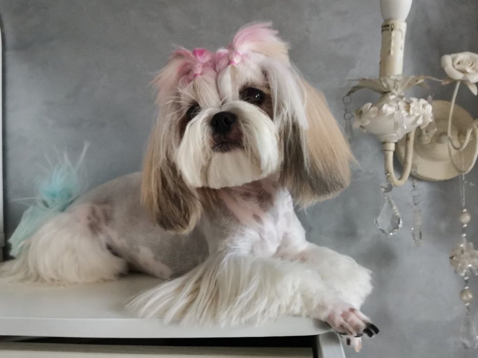 Стрижка собак і котів