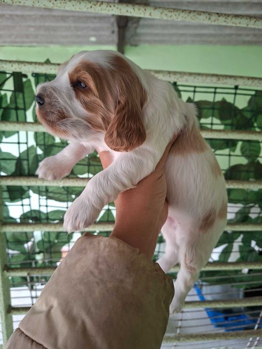 Cocker spaniel macho