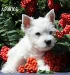 West highland white terrier - piesek ZKWP  FCI