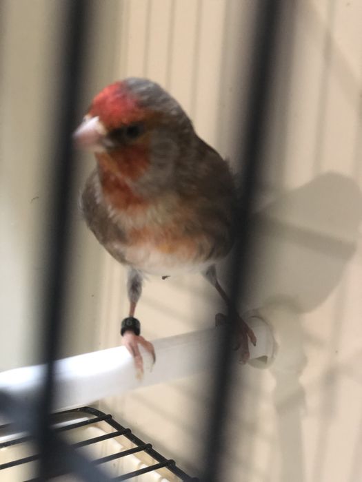 Hibrido de Carduelis Carduelis x Serinus Canaria