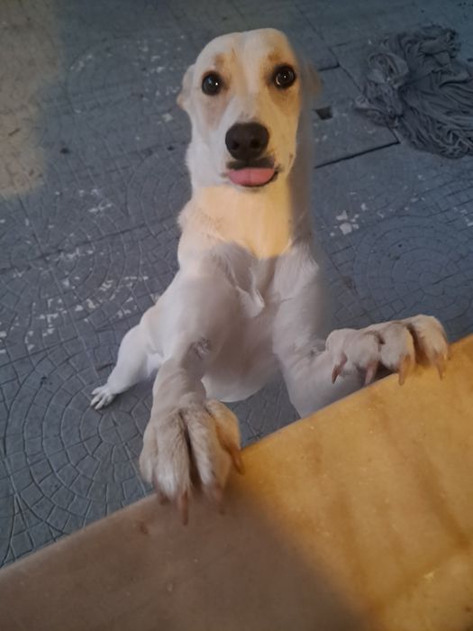 Dou cadelinha muito meiga