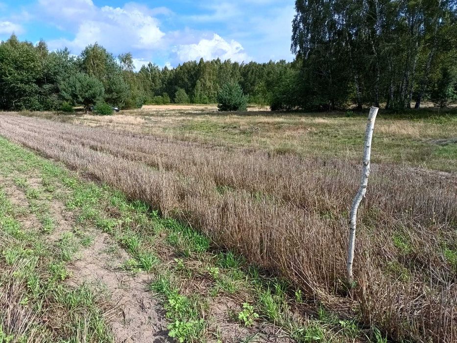 Działki budowlane w Tuszynie