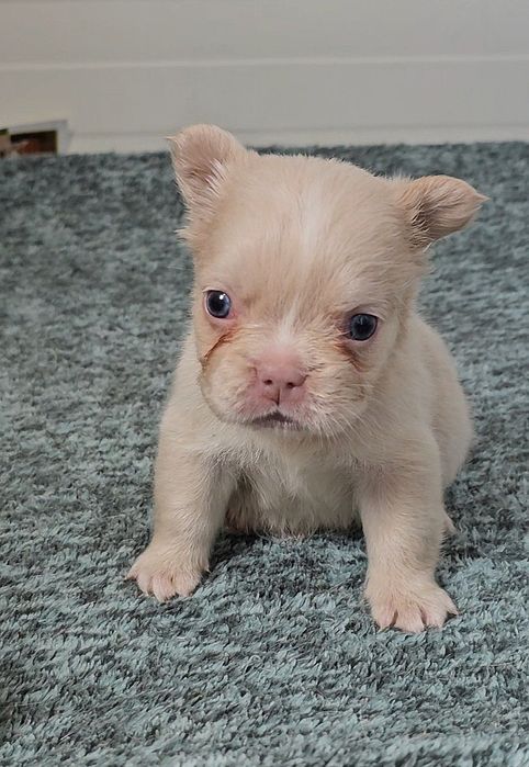 Bulldog Francês Fêmea Fluffy