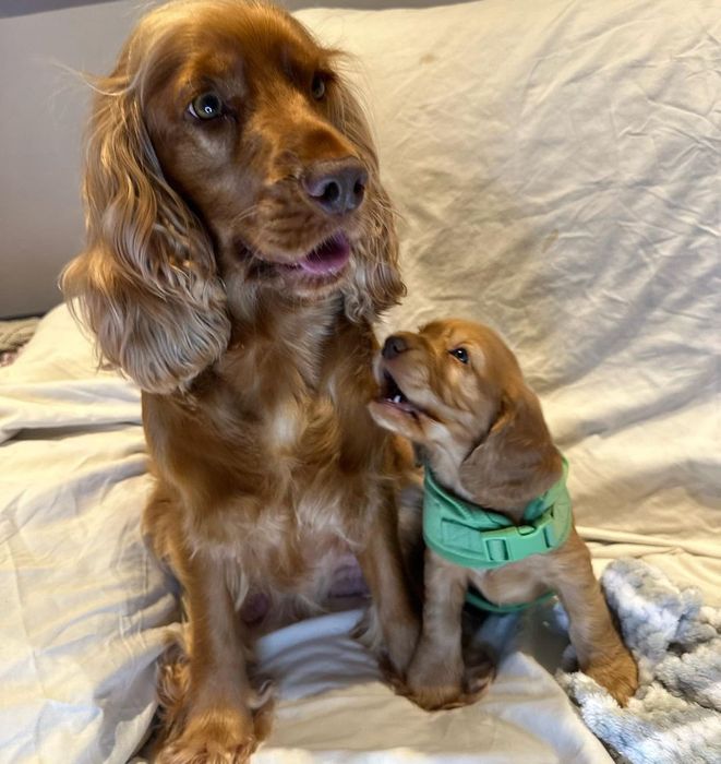 Шикарні цуценята кокер спаніеля.