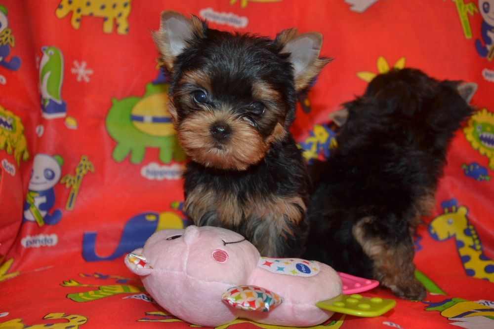 Породний хлопчик готовий до переїзду