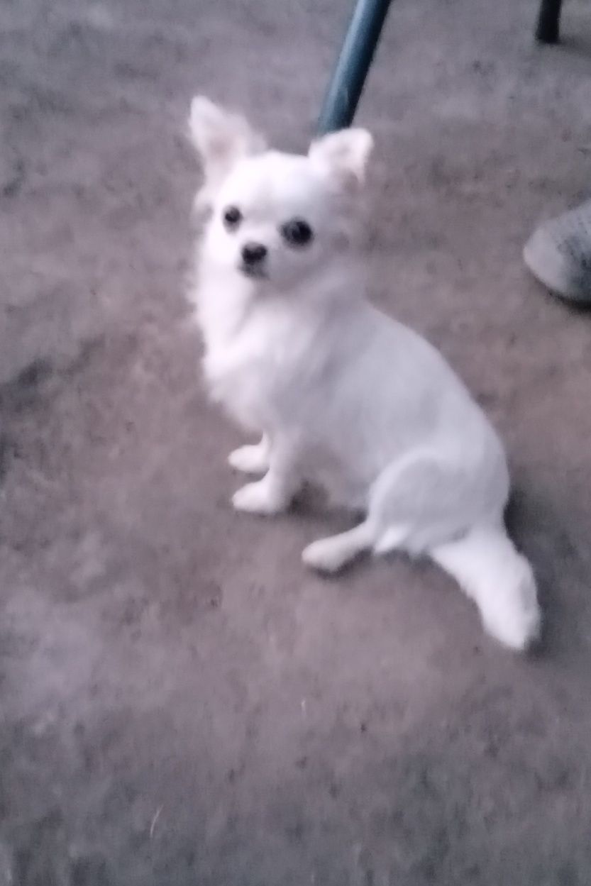 Długowłosy reproduktor Chihuahua