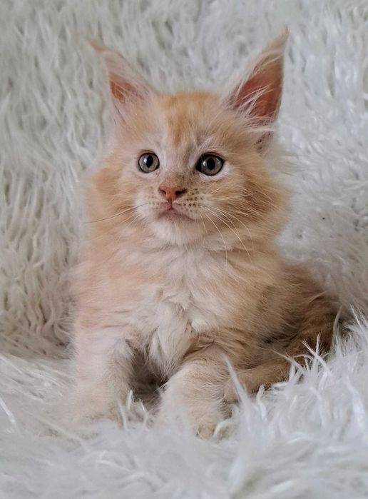 Puchaty pieszczoch Maine Coon