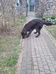 Flat Coated Retriever